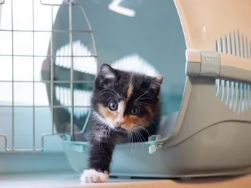 Why Can't I Get My Cat Into a Carrier? Our Vet Explains