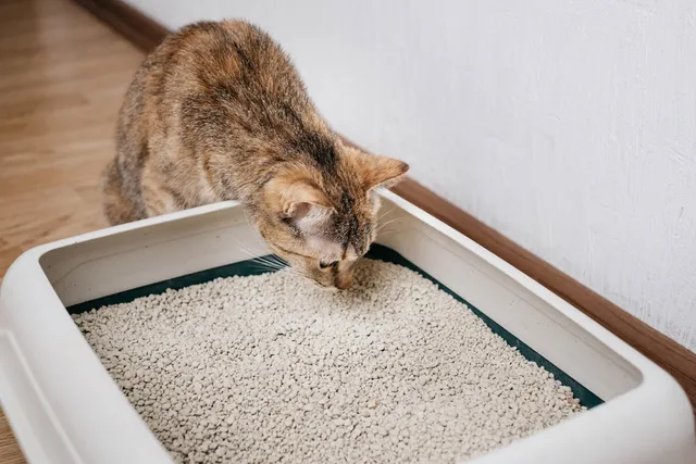 How Much Litter Should You Put in the Litter Box? Vet-Reviewed Facts & FAQ