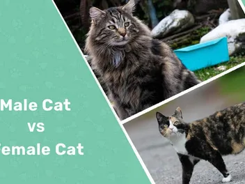 Male vs Female Cats: Vet-Reviewed Differences (With Pictures)