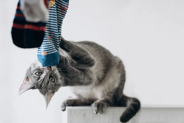 11 Reasons Cats Are Funny: Humorous Facts