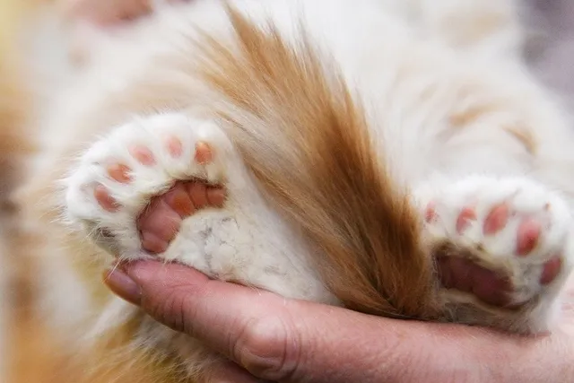 10 Fascinating Vet-Reviewed Facts About Polydactyl Cats (With Pictures)