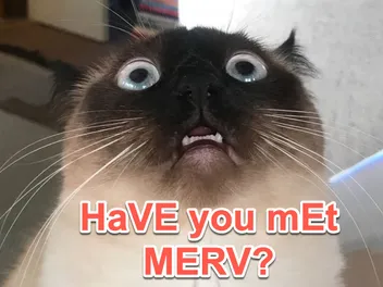 Meet Merv: The Talking Cat Who’s Making the World Smile (One Summoned BAGAGWA at a Time)