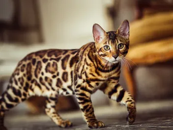 Rosettes on Cats: What They Are and Why They Happen