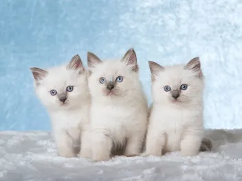 Ragdoll Kittens For Sale in Alabama: Breeders List 2026