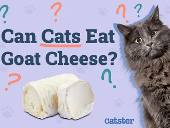 Can Cats Eat Goat Cheese? Vet-Reviewed Nutritional Benefits & FAQ