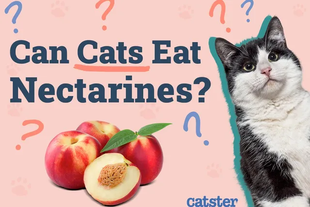 Can Cats Eat Nectarines? Vet Approved Nutritional Facts & FAQ