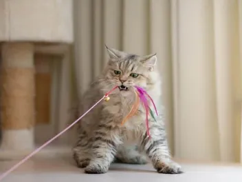 13 DIY Cat Toys To Keep Them Busy - Make at Home (With Pictures)