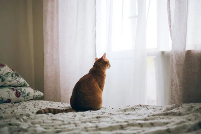 What Do Cats Do When They Are Alone? 6 Vet-Approved Tips on Making It Fun for Them