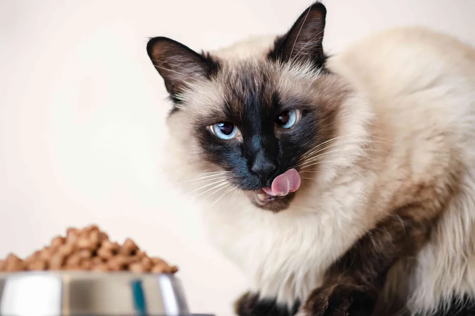 Cute funny pet Balinese cat, eating food from a steel bowl.