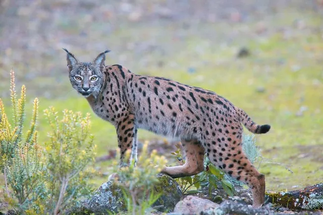 7 Most Endangered Feline Species in 2026: Vet Reviewed Facts & Pictures