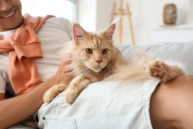 Why Are Some Cats Lap Cats While Others Aren’t? Vet-Reviewed Reasons