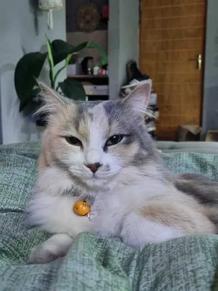 Perplexed, and not amused