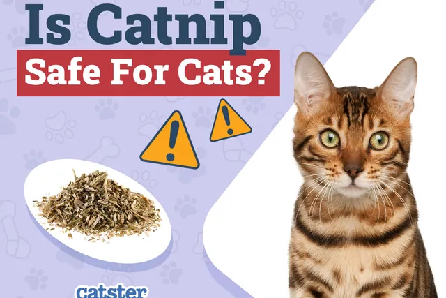 Is Catnip Safe for Cats? Vet-Reviewed Facts & FAQ