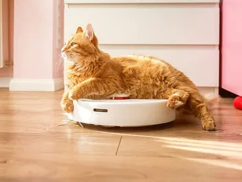 Cats on Roombas: A Strange Relationship Explained (Vet-Verified)