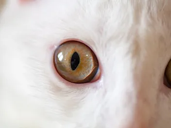 Can You Get Pink Eye From a Cat? Vet Approved Facts & Advice