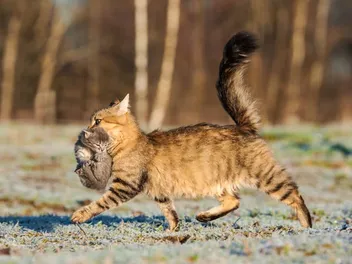 How to Stop a Cat From Moving Her Kittens: 5 Vet-Approved Tips to Try