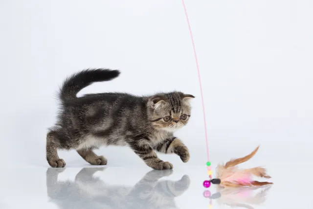 Foldex Cat (Exotic Fold) Breed Info: Pictures, Temperament & Traits