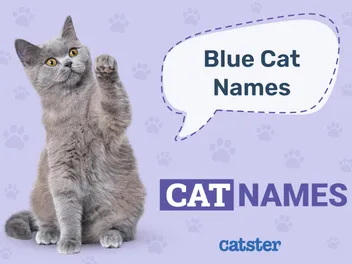 157 Blue Cat Names For Your Favorite Colored Cat