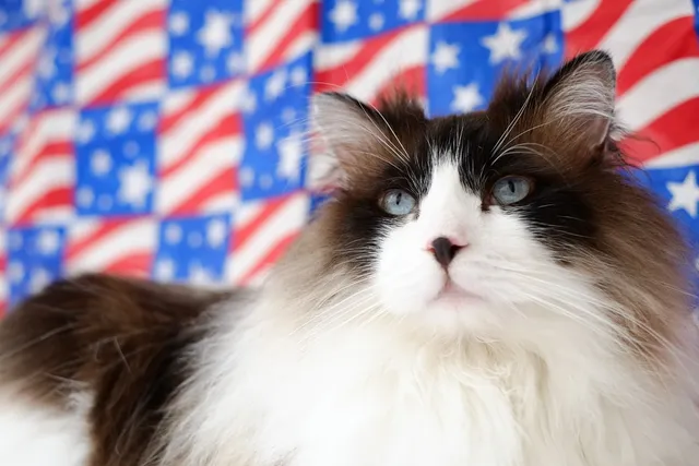 How to Keep Your Cat Calm & Safe This Fourth of July: 12 Vet-Approved Methods