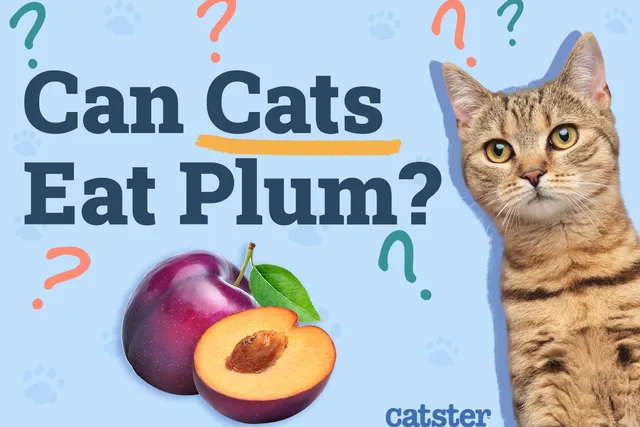 Can Cats Eat Plums? Vet-Reviewed Facts & FAQ