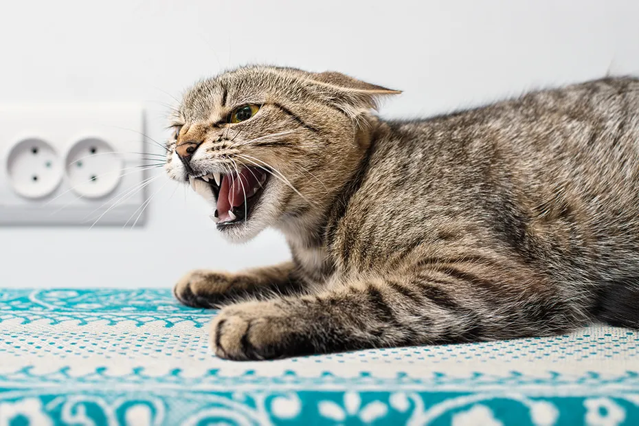 scared aggressive cat