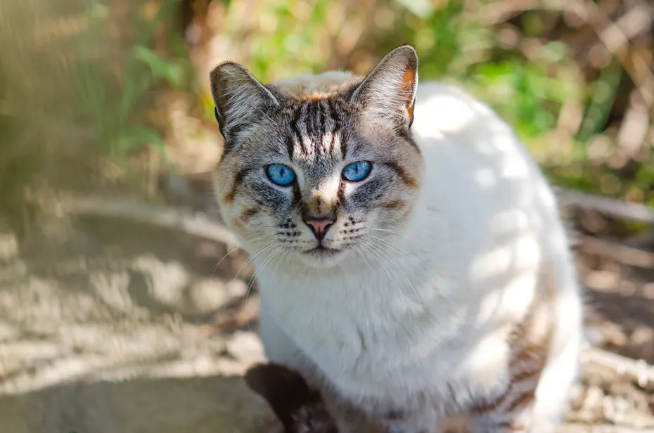 Portrait of a cat with blue eyes (Ojos azules)