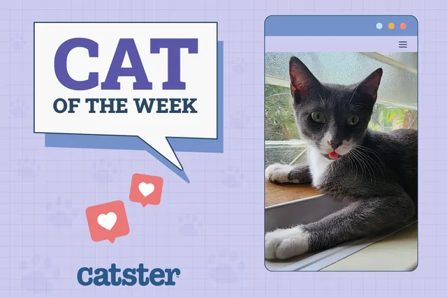 Catster Photo Contest: Cats of the Week Winners (April 3, 2025)