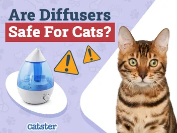 Are Diffusers Safe for Cats to be Around? Vet-Approved Science & Safety Guide