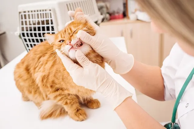 Cat Toothache Pain: Vet-Reviewed Signs & How to Help