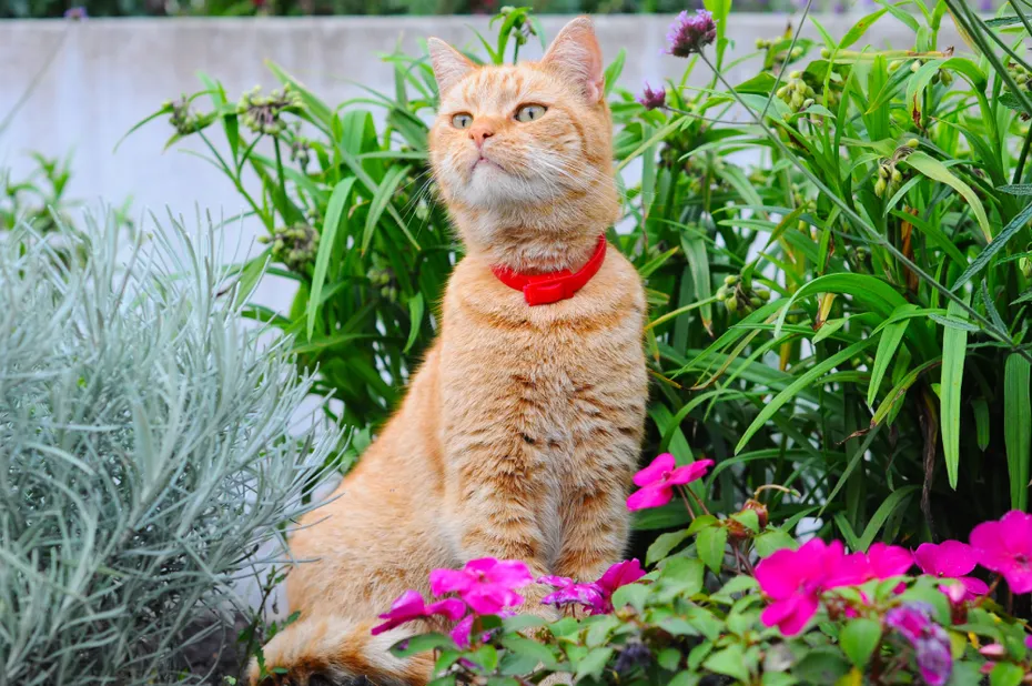 Cat wearing red flea collar sitting in the flowers