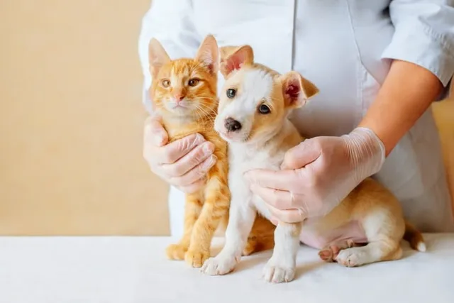 Can a Cat Hear Better Than a Dog? Vet Approved Differences & Comparison