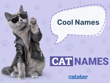 100+ Cool Cat Names: Ideas for Carefree & Easy Going Cats