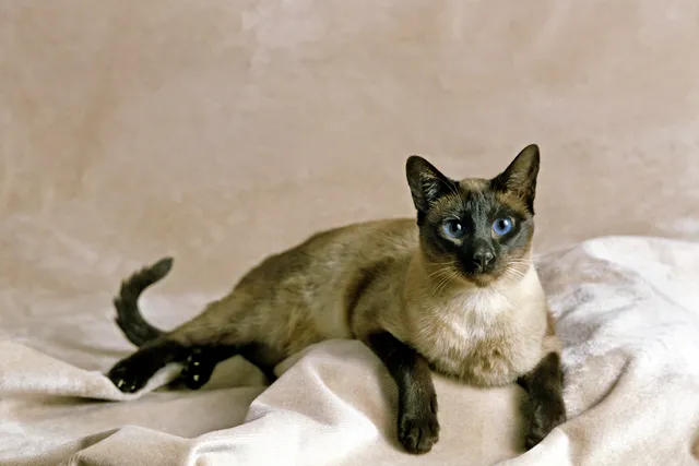 Seal Point Siamese: Info, Pictures, Origin & More