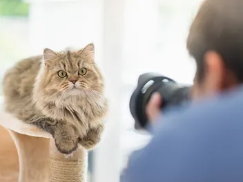 18 Great Cat Photography Ideas for Your Next Photoshoot (With Pictures)