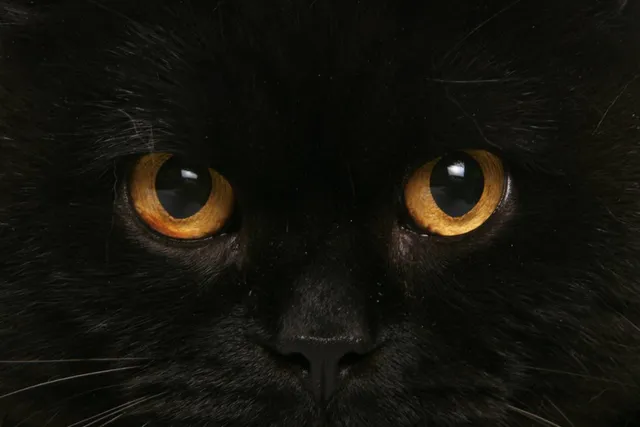 Black British Shorthair: Info, Pictures, Facts & History