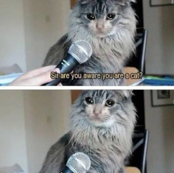 Existential Crisis Cat