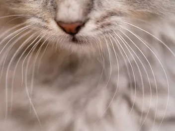 Why Are My Cats Whiskers Breaking Off? 5 Vet-Reviewed Possible Reasons