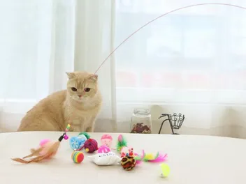 How to Clean Cat Toys Safely: 5 Vet-Approved Steps That Work