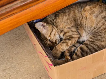 7 Reasons Your Cat Is Suddenly Napping Somewhere New & When to Call the Vet
