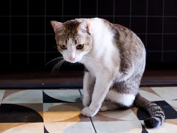 Will a Cat Fake a Limp for Sympathy? Vet-Verified Behavior Explanation