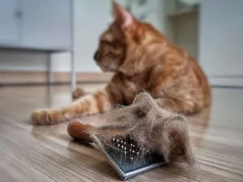 How Long Does Cat Dander Stay on Clothes? Facts & Tips to Reduce It