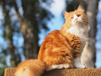 Cat Coat Genetics: Vet-Approved Facts & FAQ