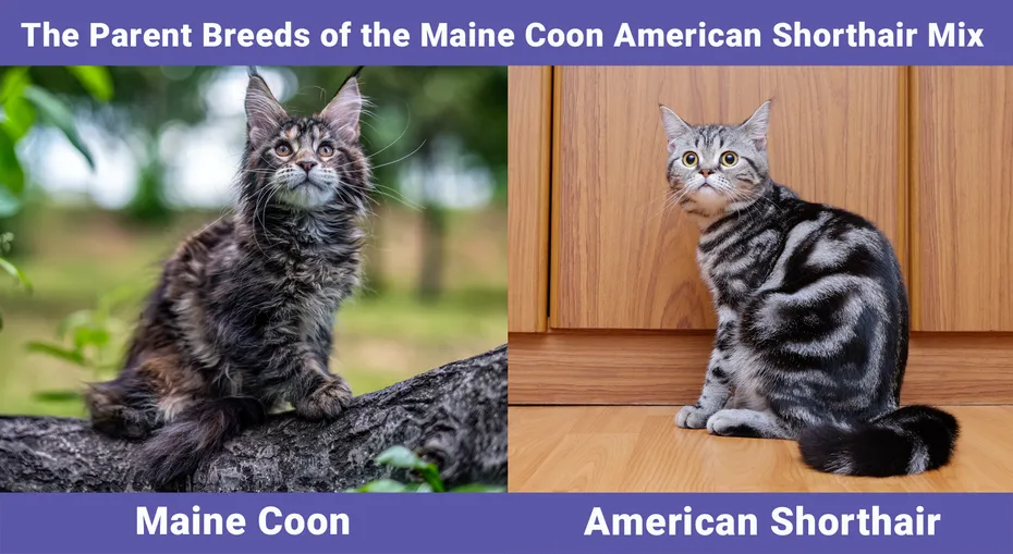 The Parent Breeds of the Maine Coon American Shorthair Mix