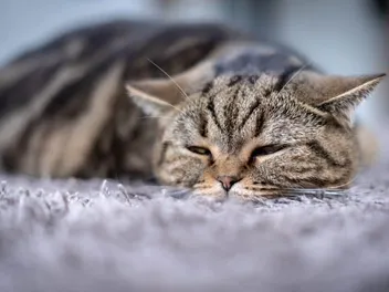 Will a Cat Purr When They’re in Pain? Vet-Verified Facts & Advice