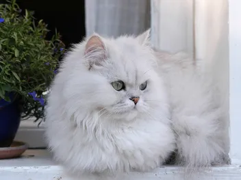 Silver Persian Cat: Info, Pictures, History & More