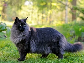Norwegian Forest Cat Grooming Tips: A Quick Vet-Verified Guide