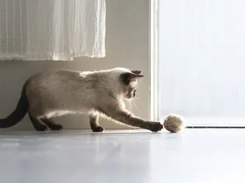 11 Most Intelligent Cat Breeds (With Info & Pictures)