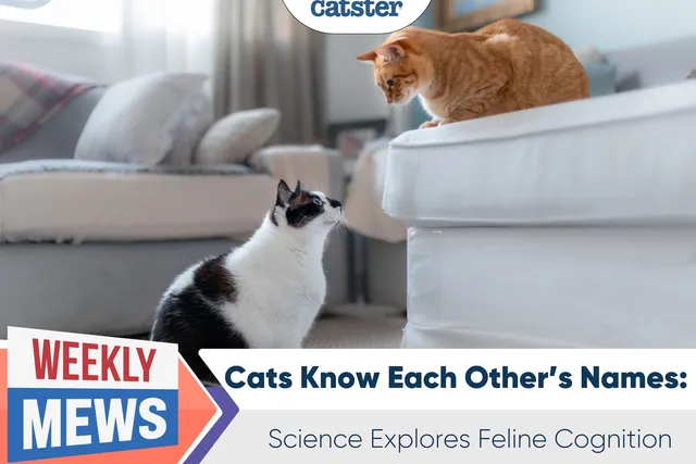 Cats Know Each Other’s Names: Science Explores Feline Cognition