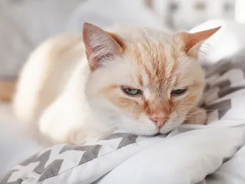 Can Indoor Cats Get Worms? Health & Care Facts (Vet Answer)