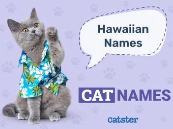 100+ Hawaiian Cat Names: Ideas for Laidback Kitties